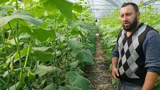 В гостях у Гарника, сравниваем Мадрилене и Бьёрн, питание, защита, схема посадки.