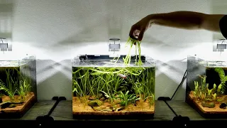 Simple Betta Tank Maintenance | 10 Gallon Planted Nano Aquarium