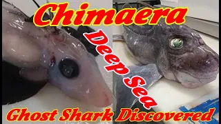 Rare Baby Ghost Shark has been discovered from deep sea, Chimaera Found