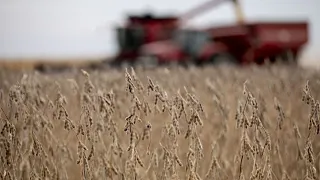 How American Farmers Are Weathering the U.S.-China Trade War