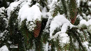 Потрясающе красивая и Чарующая музыка Сергея Чекалина! Послушайте эти Нежные мелодии зимы!
