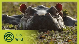 Island of the Hippos - Go Wild