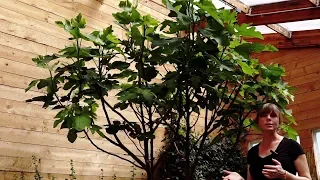 Grow Ceres with Kylie | How to Grow Fig Trees in Your Greenhouse