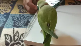 Parrot #cute Resting on my Chair😊❤️👀