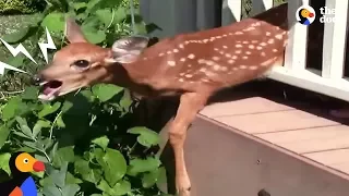 Crying Fawn Rescued From Family's Porch | The Dodo