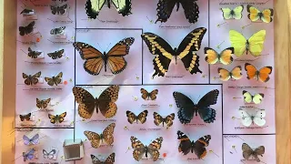 Researcher Spotlight - Tom Hardy's Early 90's Insect Collection