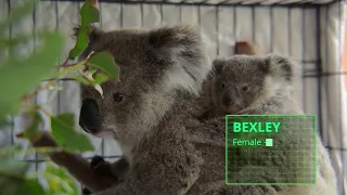 The Koalas - Special Event Screening