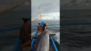 Strike Ikan marlin giant / babon fishing for big marlin