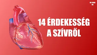14 lenyűgöző tény a szívedről, amikről nem biztos, hogy hallottál | Mi lenne ha