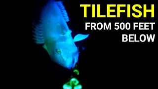 Tilefish from 500 feet Below On Underwater Video