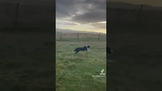 Unstoppable super fast dog