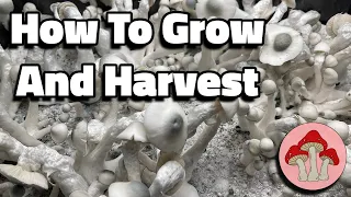 How To CULTIVATE And HARVEST Mushrooms