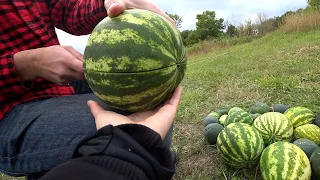 They collected their first crop of watermelons