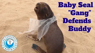 Gang of Cute Baby Seals Defends Seal Buddy