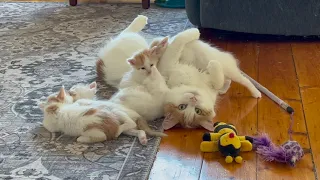 Living With Turkish Van Cats #20 (taking care of the kittens)