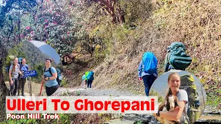 Ulleri To Ghorepani | Poon Hill Trek