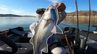 BACK TO BACK SWIMBAIT STRIPERS, EPIC SPOON Striped Bass Fishing (Castaic Lake)