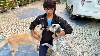 Mujhe bhi 2 Dogs chahiye 🥺