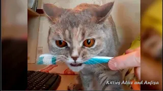 Кошка забрала у меня зубную щётку