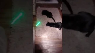 Cats vs Laser