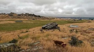 Working Cocker Spaniel hunting Rabbits. Owen 22-12-23