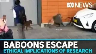 Three baboons went on the run in Sydney, but how did they get there? | ABC News