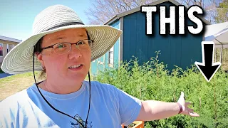 Spending Money for [future] Privacy!  // Planting Murray Cypress Trees