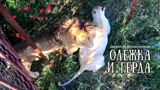 Лев АЛИ (Олежка) и красавица ГЕРДА❤️Тайган. Taigan. Life of lions❤️