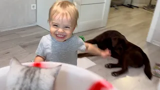 Morning Routine with Adorable Boy, Giant Retriever, and Cute Kitten – Total Chaos!