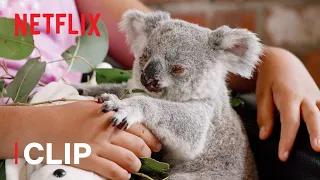 Meet Twinkle! ✨ Izzy's Koala World | Netflix Jr