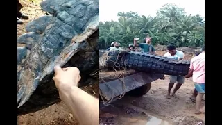 SHOCKING 20 foot monster CROCODILE Caught and Released