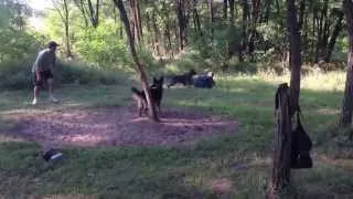 Кане Корсо  Выстрел в спину хозяина  Cane Corso  Shot in the back of the host.