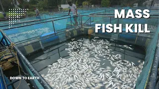 Mass fish kill incident in the Periyar River amid industrial pollution