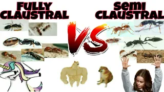 SEMI CLAUSTRAL v/s FULLY CLAUSTRAL QUEEN | DIFFERENTIATING |