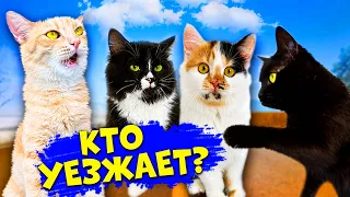 Последние дни спасенного котенка с нашими домашними животными / SANI vlog