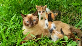 Rescue of young mama cat and her kittens next to the road