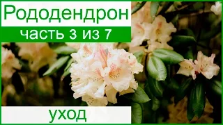 💮 Уход за рододендроном: подкормка и обрезка, болезни и вредители