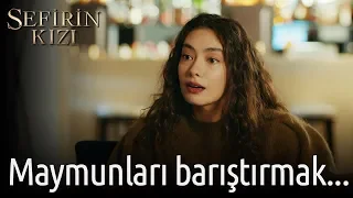 Sefirin Kızı 5. Bölüm - Maymunları Barıştırmak...