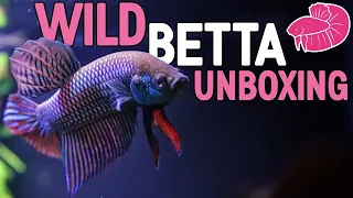 Wild Betta Mahachai Unboxing and Spawning!