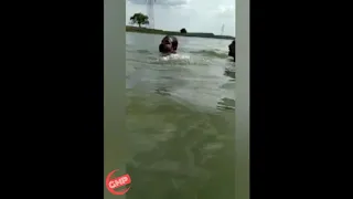 Crocodile attacks swimmer in Kaliasot Dam, Bhopal | Video