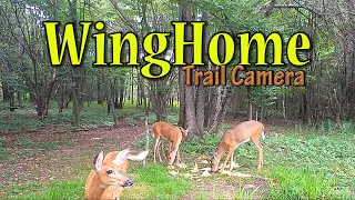 WingHome Trail Camera ~ Check Out The Amazing Videos/Pictures ~ Best Budget Trail Camera On Earth!