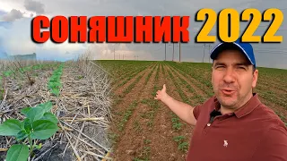 Подсолнечник. Все эксперименты. Strip-till, No-till, вспашка, рыхление, норма высева, сорняки