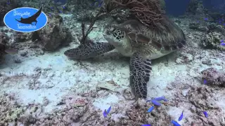 0321_green turtle on reef, 4K underwater video stock footage