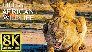 Life of African Wildlife in 8K ULTRA HD • Relaxing Music, Beautiful Wildlife, Nature Sounds 8K TV