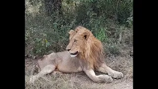 Thin looking Male Lion at Kruger | Nkhulu Male | 4 May 2024