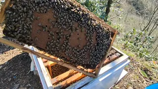 26 Mart 2024 (3.) Belfast-Kafkas kovanın yavru kontrolü ve 9.çerçeve verilmesi.#bees#bee #belfast