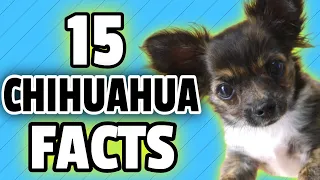 15 Facts About Chihuahuas You Need To Know! 😱