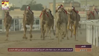 شوط السيف الذهبي للحيل المفتوح ميدان الشحانية مساء   ١٥ ٣ ٢٠١٧