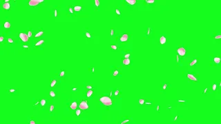 Футаж лепестки сакуры на зелёном фоне