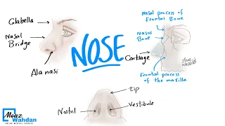 02 Anatomy of Nose part 01 - Damietta univ. - Moaz Wahdan